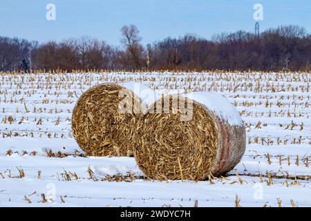 Große runde Heuballen, die mit Schnee bedeckt sind, auf einem Feld des Winterbetriebs Stockfoto