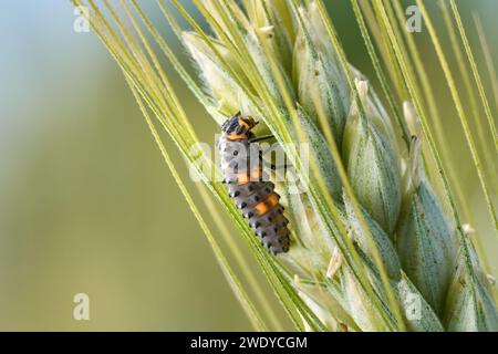 Larve des Sieben-Fleckenkäfers (Coccinella septempunctata) in der Seitenansicht Stockfoto