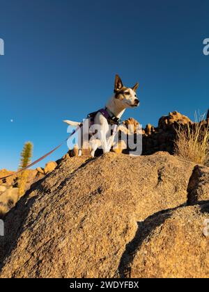 Niedriger Winkel eines neugierigen Jack Russell Terrier Hundes, der auf einem großen Felsen mit blauem Himmel im Hintergrund steht Stockfoto