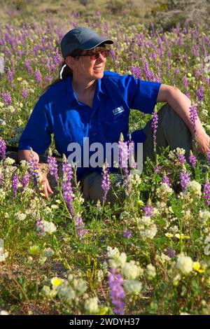 Wanderer im Browneyes (Chylismia Claviformis) mit Lupine auf Cottonwood Canyon Bajada, Joshua Tree Nationalpark, Kalifornien Stockfoto