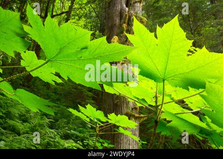 Devils club entlang der Lewis River Trail, Gifford Pinchot National Forest, Washington Stockfoto