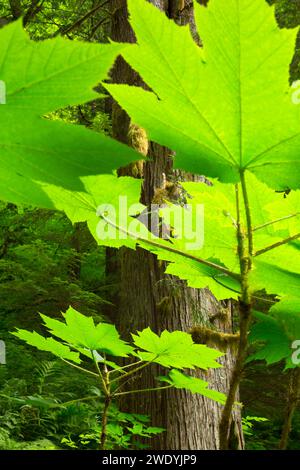 Devils club entlang der Lewis River Trail, Gifford Pinchot National Forest, Washington Stockfoto