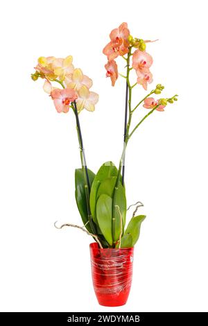 Schöne gelbe Orchidee im Topf. Orange, Gelb und Rosa gestreifte phalaenopsis Orchidee in hellrotem Topf, isoliert auf weißem Hintergrund. Stockfoto