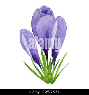 Violette Krokusse, Frühlingsblumen. Handgemalte Aquarellblume Illustration isoliert auf weißem Hintergrund. Designelement für Etikett, Paket, Postkarte Stockfoto