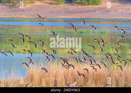 Eine Schar Black Winged Pratincole, die über dem Chobe River in Botswana abhebt Stockfoto