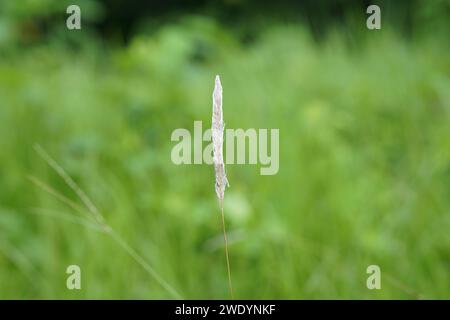 Cogon Gras auf einem wunderschönen Bokeh Hintergrund, Nahaufnahme eines Kunai Grases (Imperata zylindrica) Stockfoto