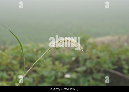 Grüne setaria viridis auf einem schönen morgendlichen hellen Hintergrund, grüne setaria parviflora mit Wassertropfen (Tau) Stockfoto