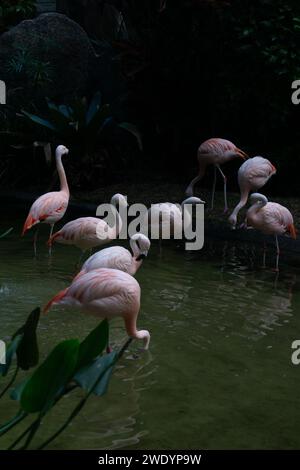 Flamingos im ruhigen Wasser Stockfoto