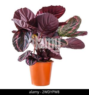 Calathea Roseopicta Prinzessin Jessie, tropische Laubpflanze im Topf. Isoliert auf weißem Hintergrund. Topfpflanzen, grüne Wohnkultur, Pflege und Kult Stockfoto