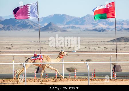Kamelrennen um die Königskasse mit Oman und Katar Flagge im Hintergrund, Al Ula, Saudi Arabien Stockfoto