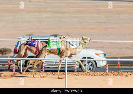 Kamele, die um den Königskalb wetteifern, mit einem Begleitfahrzeug im Hintergrund, Al Ula, Saudi Arabien Stockfoto