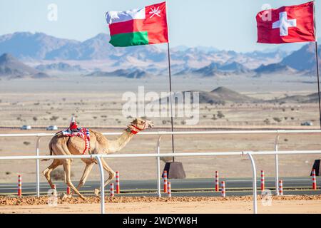 Kamelrennen um den Königskopp mit Oman und Schweizer Fahnen im Hintergrund, Al Ula, Saudi Arabien Stockfoto