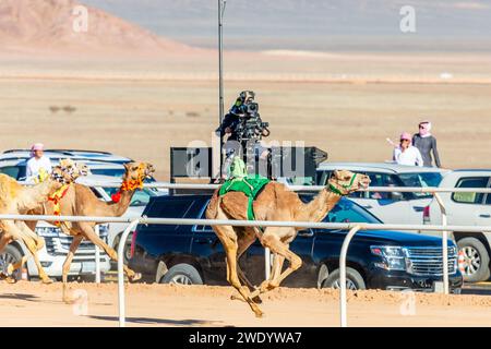 Kamele, die um den Königskalb wetteifern und Autos im Hintergrund unterstützen, Al Ula, Saudi-Arabien Stockfoto