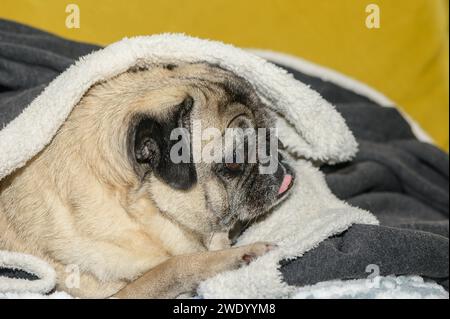 Ein alter Mops, der auf einem gelben Sofa liegt, das mit einer Jacke bedeckt ist Stockfoto