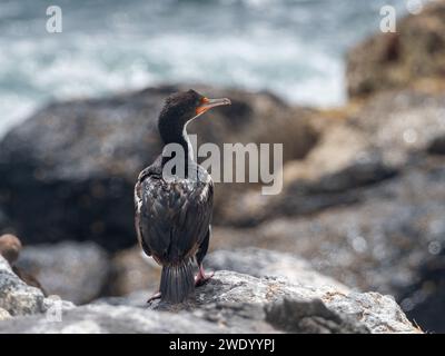 Chatham Islands Shag, Leucocarbo onslowi, ein endemischer Kormoran der Chathams Neuseeland Stockfoto