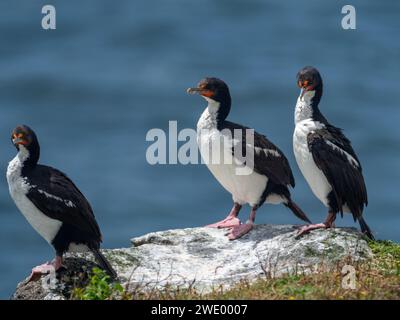 Chatham Islands Shag, Leucocarbo onslowi, ein endemischer Kormoran der Chathams Neuseeland Stockfoto