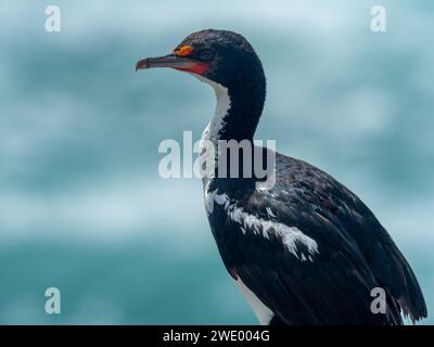 Chatham Islands Shag, Leucocarbo onslowi, ein endemischer Kormoran der Chathams Neuseeland Stockfoto