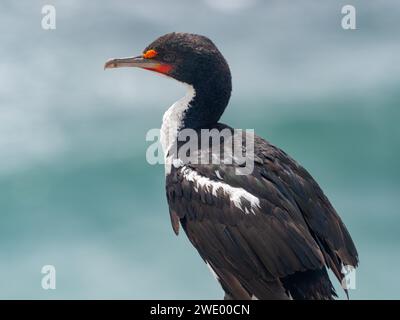 Chatham Islands Shag, Leucocarbo onslowi, ein endemischer Kormoran der Chathams Neuseeland Stockfoto