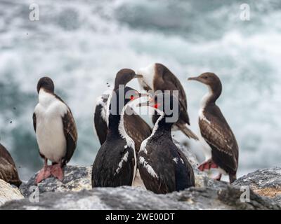 Chatham Islands Shag, Leucocarbo onslowi, ein endemischer Kormoran der Chathams Neuseeland Stockfoto