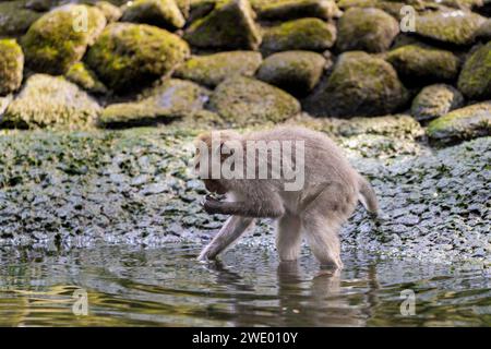 Der krabbenfressende Makaken (Macaca fascicularis), spielt im Wasser, Affenwald Ubud, Bali Stockfoto