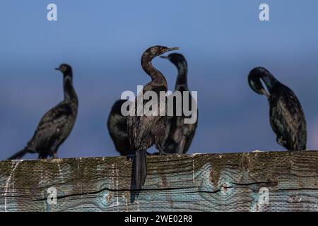 Pelagische Kormorane (Phalacrocorax pelagicus) auf einem Pier Stockfoto