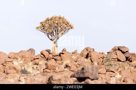 Schöne Landschaft mit Köcherbaum in Namibia Stockfoto