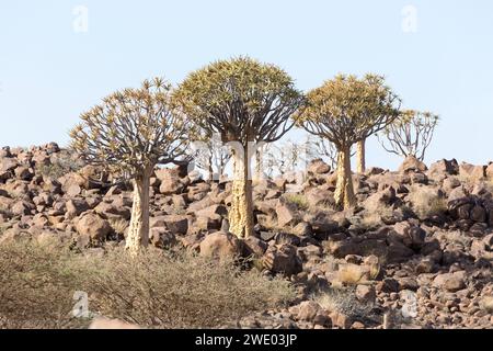 Schöne Landschaft mit Köcherbaum in Namibia Stockfoto