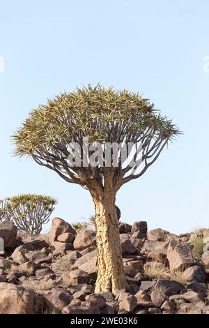 Schöne Landschaft mit Köcherbaum in Namibia Stockfoto