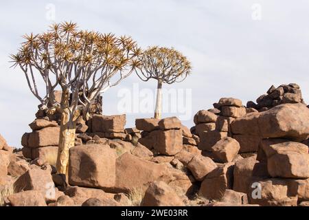 Schöne Landschaft mit Köcherbaum in Namibia Stockfoto