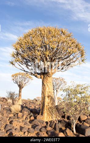 Schöne Landschaft mit Köcherbaum in Namibia Stockfoto