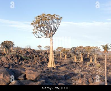 Schöne Landschaft mit Köcherbaum in Namibia Stockfoto