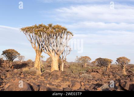 Schöne Landschaft mit Köcherbaum in Namibia Stockfoto