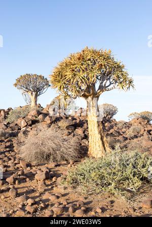 Schöne Landschaft mit Köcherbaum in Namibia Stockfoto