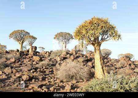 Schöne Landschaft mit Köcherbaum in Namibia Stockfoto