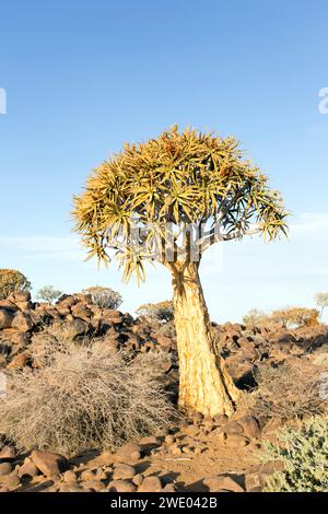 Schöne Landschaft mit Köcherbaum in Namibia Stockfoto