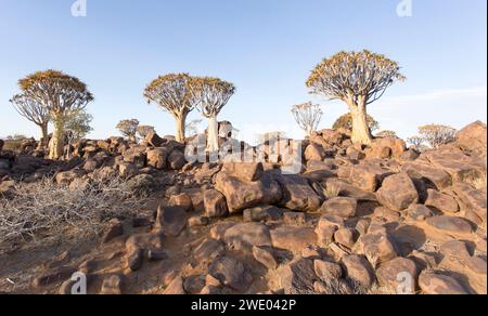 Schöne Landschaft mit Köcherbaum in Namibia Stockfoto