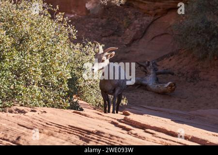 Ein Dickhornschaf tritt aus den Schatten, während es einen Felsen im zion National Park erklimmt Stockfoto