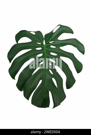 Monstera deliciosa, die Schweizer Käsepflanze oder Spaltblatt-Philodendron Stockfoto