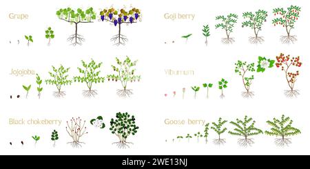 Set von Wachstumszyklen von Büschen mit Beeren auf weißem Hintergrund. Stock Vektor