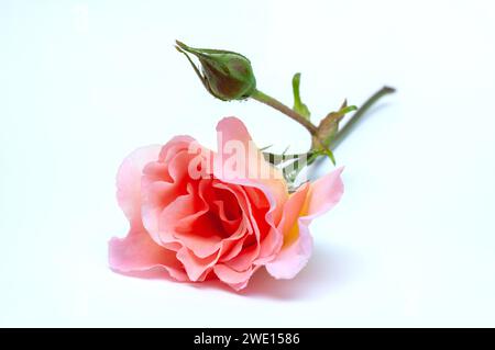 Rosa Rose isoliert auf weißem Hintergrund. Stockfoto