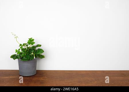 Shamrock-Haus-Pflanze auf einem Holzregal an einer weißen Wand. Kopierbereich. Stockfoto