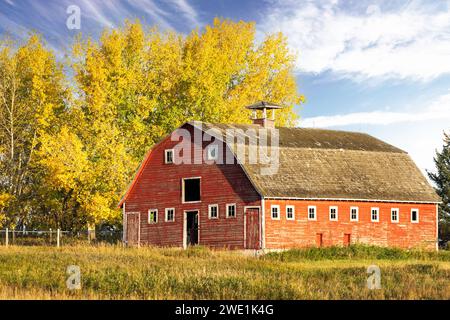 Rustikale rote Scheune auf einem grünen Feld mit Bäumen in Herbstfarben auf einem Bauernhof im Rocky View County Alberta Kanada. Stockfoto