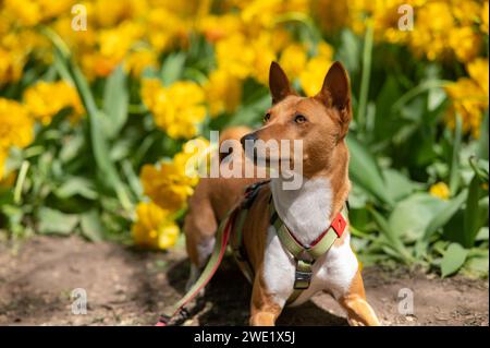 Afrikanischer Hund in gelben Farben. Porträt eines basenji auf einem Spaziergang. Stockfoto