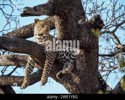 Ein schöner Leopard ruht zwischen den Zweigen in Kruger, Südafrika Stockfoto