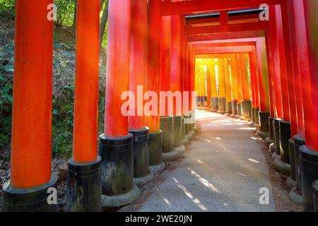 Kyoto, Japan - 1. April 2023: Fushimi Inari-taisha, erbaut im Jahr 1499, ist es das Symbol eines Weges, der von Tausenden von Torii-Toren mit malerischer, voller Blüte gesäumt ist Stockfoto