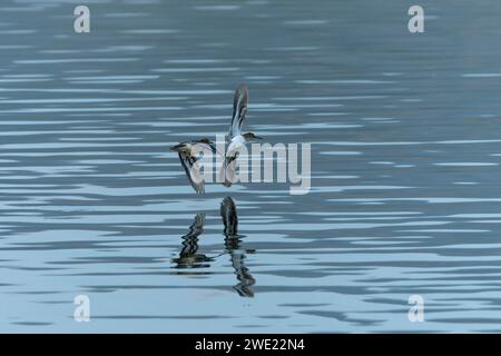 Sanderling Sandpiper im Flug taucht Flügelspitze im Wasser Stockfoto