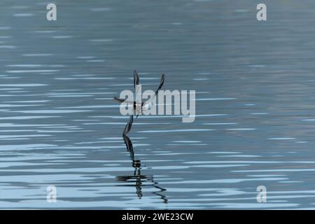 Sanderling Sandpiper im Flug taucht Flügelspitze im Wasser Stockfoto