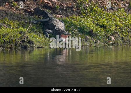 Chitwan, Nepal. Februar 2017. Ein Sumpfkrokodil, das sich am Ufer des Bishazari Lake, einem bewaldeten Feuchtgebiet in Chitwan, sonnt. (Foto: Skanda Gautam/SOPA Images/SIPA USA) Credit: SIPA USA/Alamy Live News Stockfoto