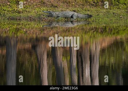 Chitwan, Nepal. Februar 2017. Ein Sumpfkrokodil, das sich am Ufer des Bishazari Lake, einem bewaldeten Feuchtgebiet in Chitwan, sonnt. (Foto: Skanda Gautam/SOPA Images/SIPA USA) Credit: SIPA USA/Alamy Live News Stockfoto