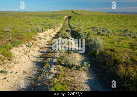 Grünland, Hanford Reach National Monument, Washington Stockfoto